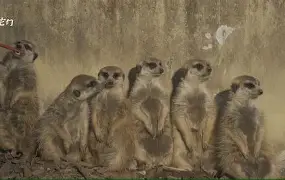 蘿\篻?-米兰网页版